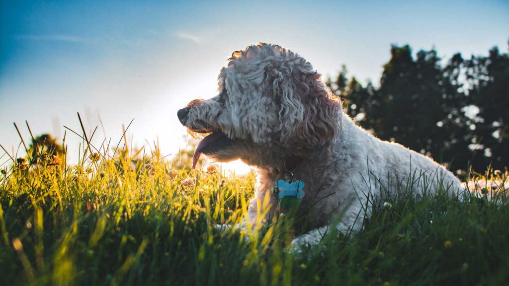 What-You-Should-Know-About-Dog-Flea-&-Tick-on-thestuffofsuccess