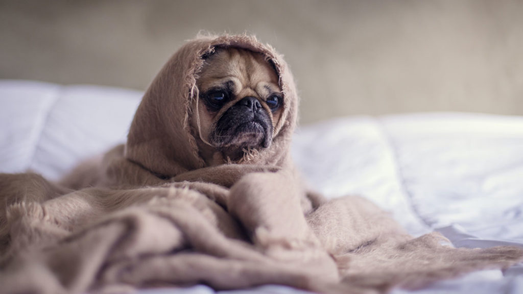 Comparison-between-the-Pet-Boarding-and-At--Home-Care-on-thestuffofsuccess