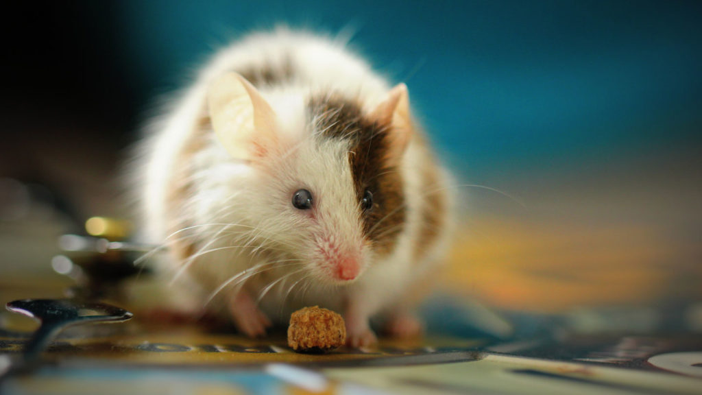 Tips-To-Keep-Mice-Out-Of-Your-Modular-Home-on-thestuffofsuccess