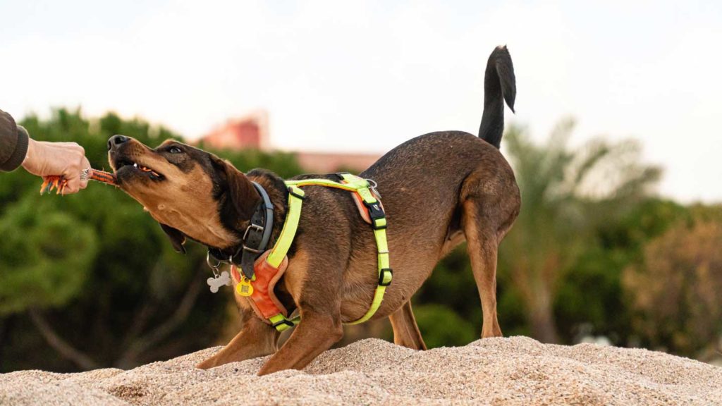 5-Qualities-the-Dog-Bite-Lawyer-Needs-to-become-Successful-on-thestuffofsuccess