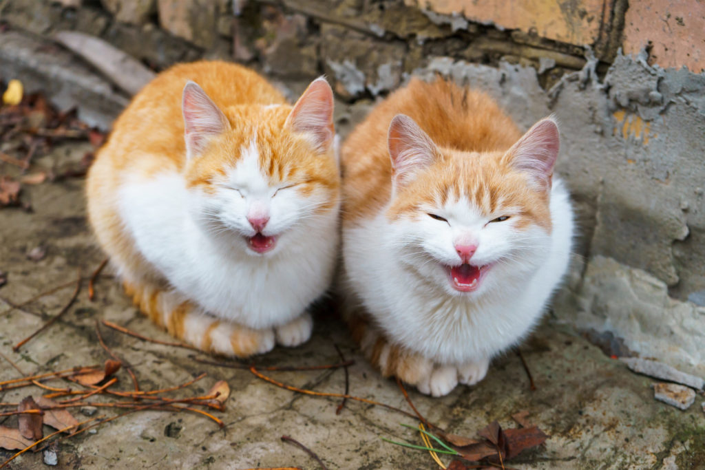 best online pet products