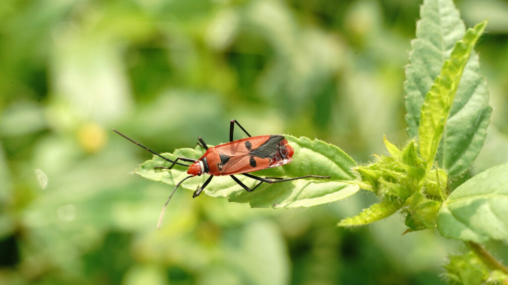 Buzz-Off!-Say-Goodbye-To-Garden-Midges-With-These-Simple-Hacks-on-thestuffofsuccess
